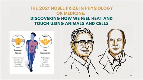 2021 Nobel Prize in Physiology or Medicine: Discovering how we feel heat and touch ...