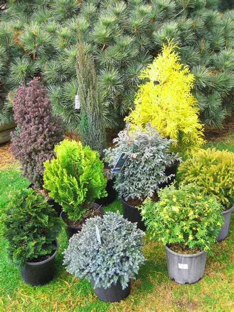 44 best Dwarf Evergreen Trees images on Pinterest | Landscaping ideas, Dwarf evergreen trees and ...