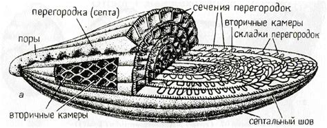 Catalogue of Organisms: Fusulinoids: Complex Forams of the Late Palaeozoic