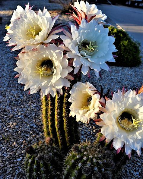 Barrel Cactus Flowers Photograph by Heidi Fickinger - Pixels