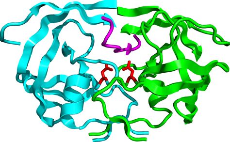 Protease