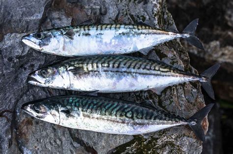 Mackerel Fish Images