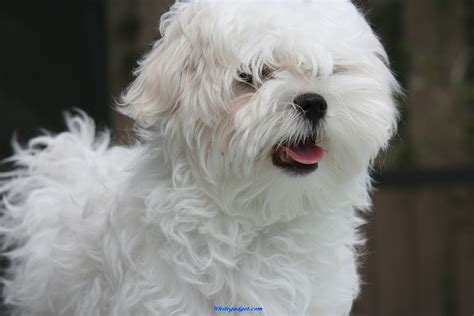 Cute Dogs: Maltese Dogs