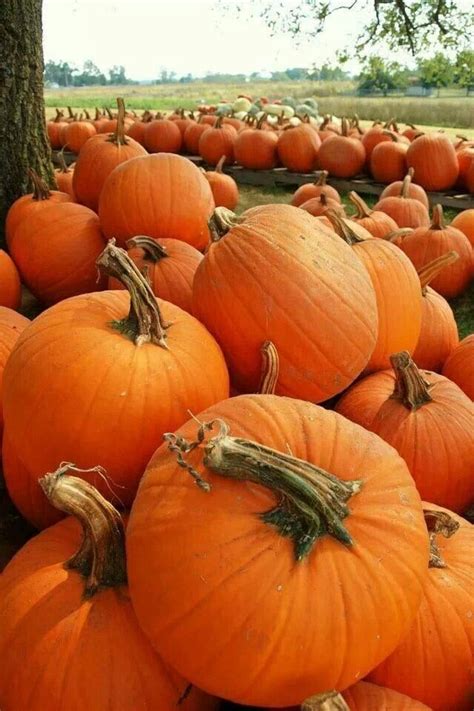 Pumpkins!! | Fall pumpkins, Pumpkin, Autumn inspiration