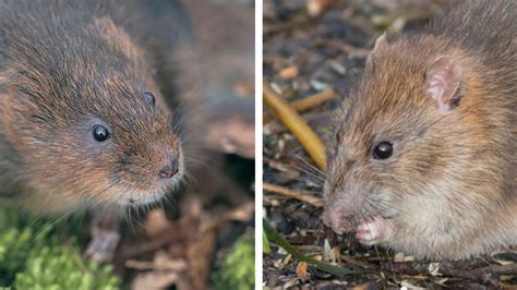 How to tell the difference between water voles and rats - Water vole ...