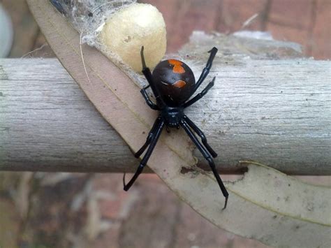 Australian spiders: the 10 most dangerous - Irish Around Oz