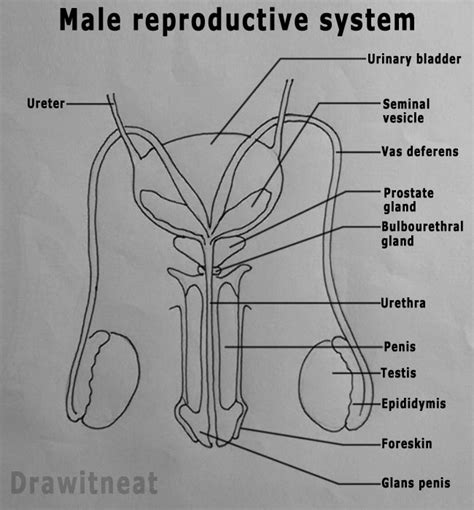 Male Anatomy Diagram - Male Anatomy Diagram Drawing - Image result for ...