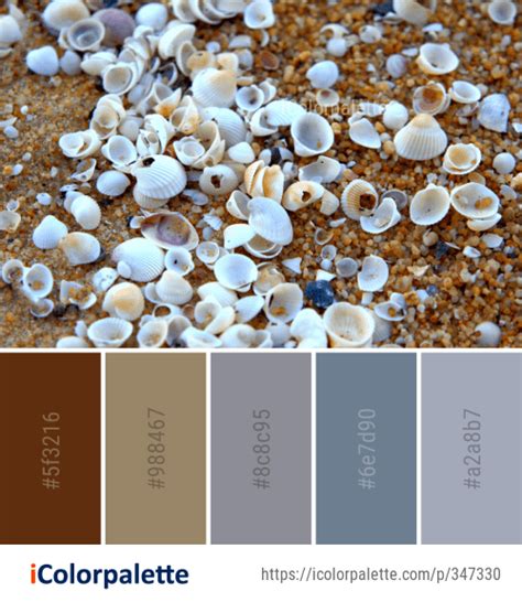 Color Palette Ideas from Seashell Macoma Cockle Image | iColorpalette