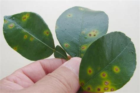 Panhandle Citrus Producers Need to Know Symptoms of Canker and Greening | Panhandle Agriculture