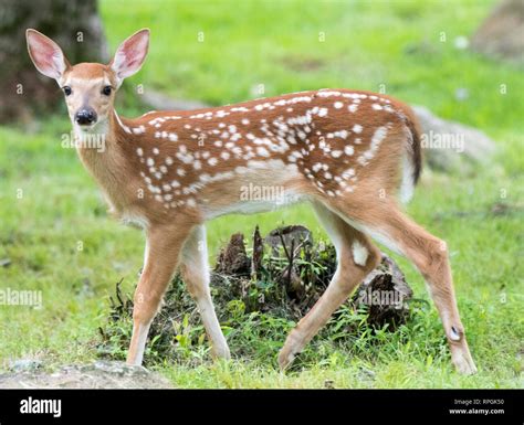 White tailed deer fawn hi-res stock photography and images - Alamy