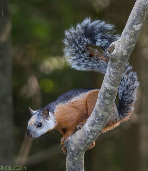 Variegated Squirrel from Provincia de Cartago, Costa Rica on November ...