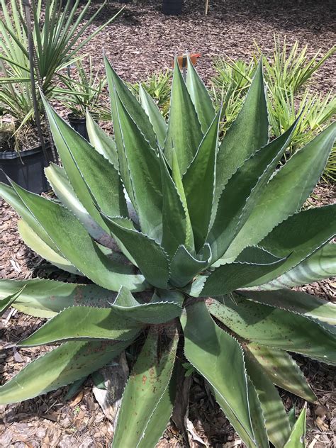 Agave Century Plant • Just Fruits and Exotics