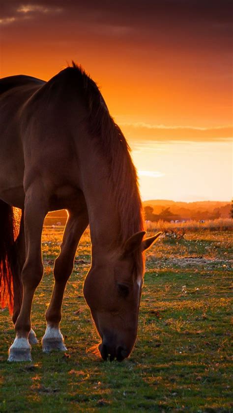 horse, field, pasture, sunset | Horses, Beautiful horses, Horse wallpaper