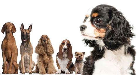 Cavalier King Charles Spaniel Mix – Is One of These Dogs Right for You?