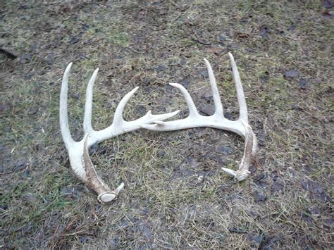 Searching for the Antlers of Your Dream Buck | OutdoorHub