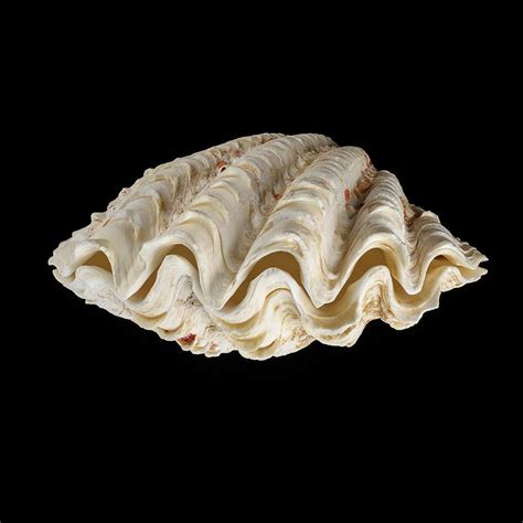 Fluted Giant Clam Shell Photograph by Science Photo Library - Fine Art ...