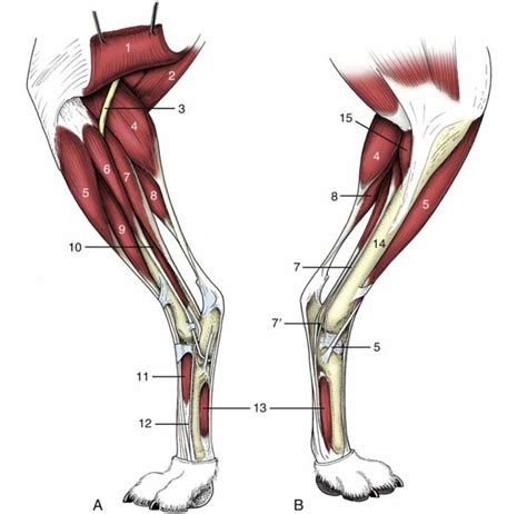 Deep Muscles of the Hindlimb Diagram | Quizlet