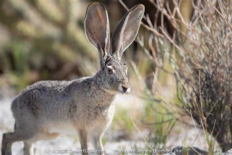 Jackrabbit: Black-tailed, White-Tailed, and Snowshoe Hares