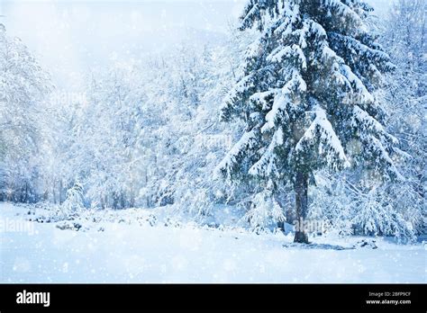 Beautiful snowy forest background. Winter concept Stock Photo - Alamy