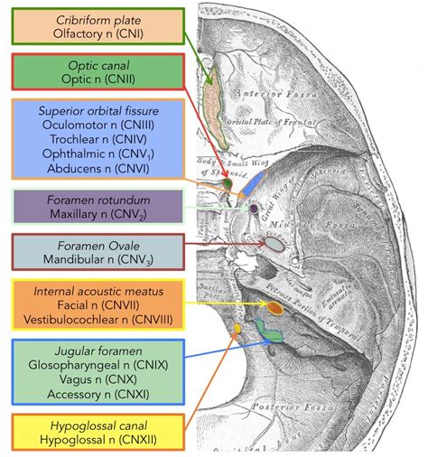 Cranial Nerves | Charles Beaman