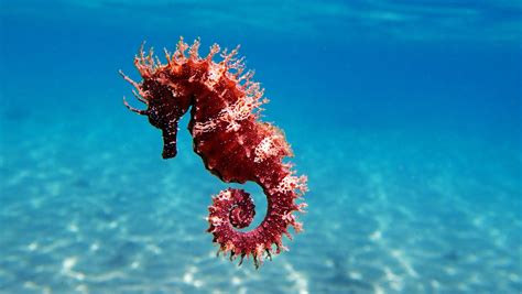 Top 999+ sea horse images – Amazing Collection sea horse images Full 4K