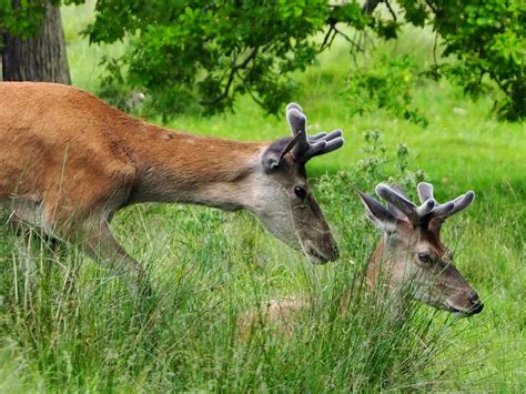 Red deer resting by KatesWildPlaces on DeviantArt