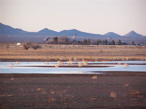 Sandhill Cranes - Whitewater Draw - Southeast, AZ