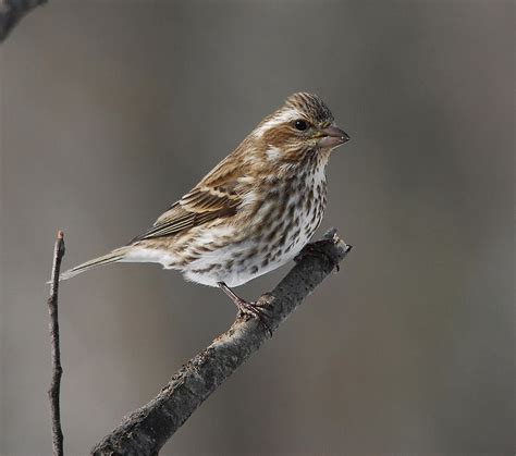 Purple finch female Photograph by Bob Schlake - Fine Art America