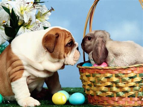 Easter animals