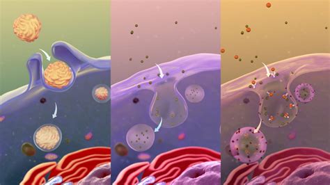 A protein voyage into cells enabled by a short helical protein - QB3 Berkeley