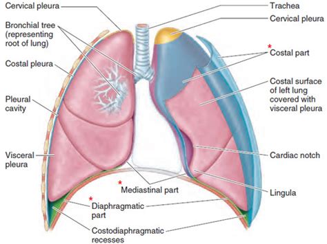 Lung Anatomy Pleura