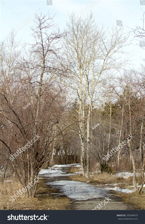 Early Spring Forest Stock Photo 295998473 | Shutterstock