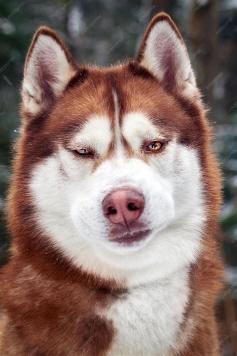 Funny Husky Face