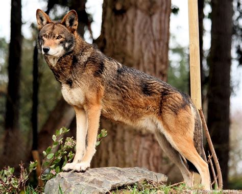 Interesting facts about red wolves | Just Fun Facts