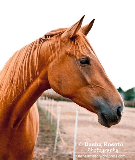 Portrait of a Chestnut Horse | Side shot of a beautiful youn… | Flickr