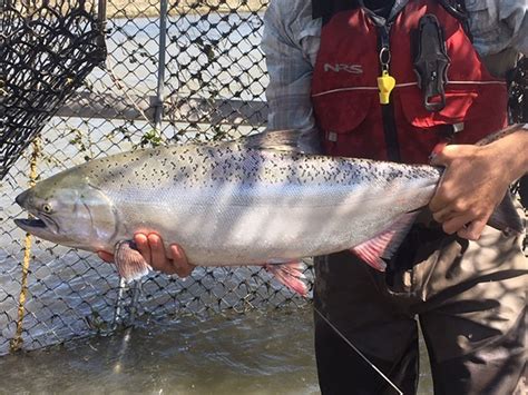 First Reintroduced Salmon Return to California Rivers in a Critical ...