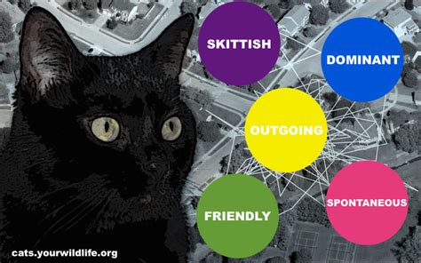 What is your cat’s personality? – Your Wild Life