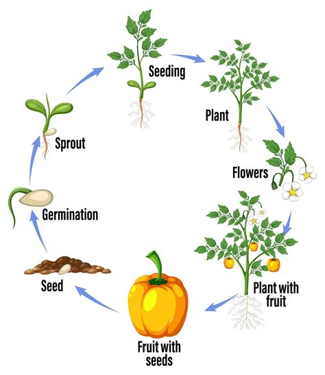 Life Cycle Of A Plant Diagram