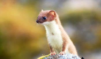 Weasel - Facts, Diet & Habitat Information