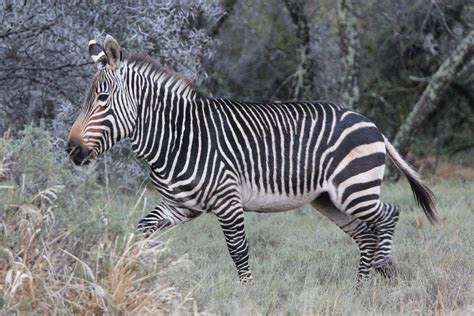 Equus zebra zebra (Cape Mountain Zebra)