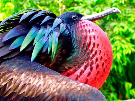 The Christmas Island Frigate Bird is found on only one island in the world. This unusual bird is ...