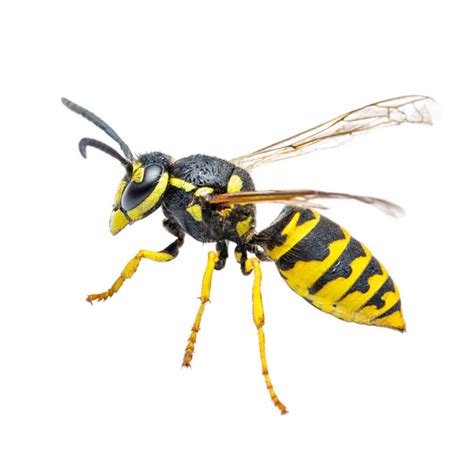 Yellowjacket Identification, Habits & Behavior | Florida Pest Control