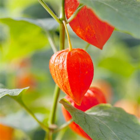 Shop Chinese Lantern – Physalis Alkekengi Seeds | J. Parker's