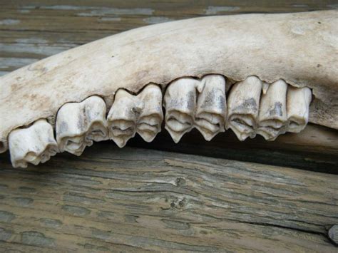 Vintage Deer Skull Jaw Bone with Teeth