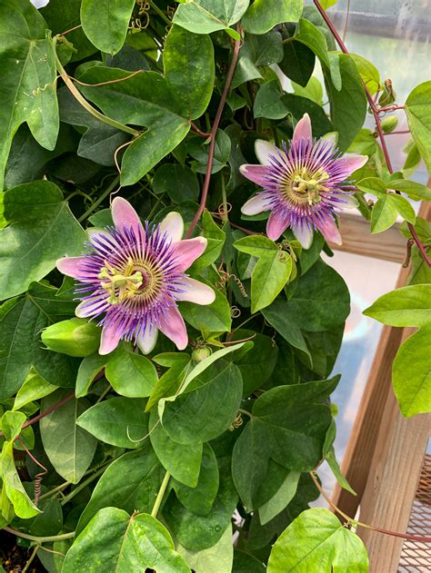 Passion Flower Vines in Bend at Tumalo Garden Market