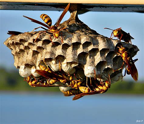 Paper Wasp nest | Texas Apiary Inspection Service (TAIS)
