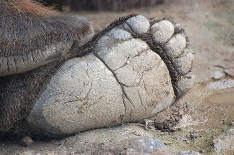 Sleeping Brown Bears Foot | Smithsonian Photo Contest | Smithsonian Magazine