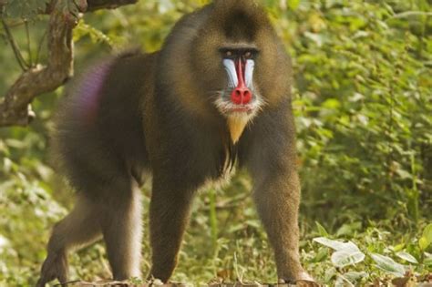 Mask of the Mandrill In July 2008, a mature male mandrill, a large ...