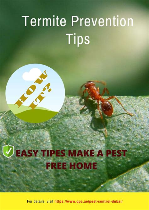 TOP 5 TERMITE PREVENTION TIPS FOR HOME | Termite prevention, Termite pest control, Termites