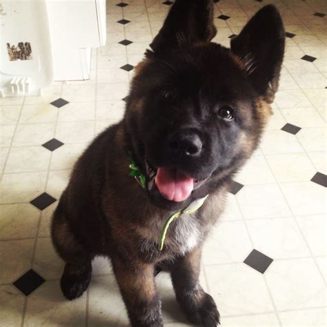 Is An Akita A Wolf Hybrid